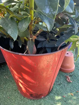 Red galvanised bucket